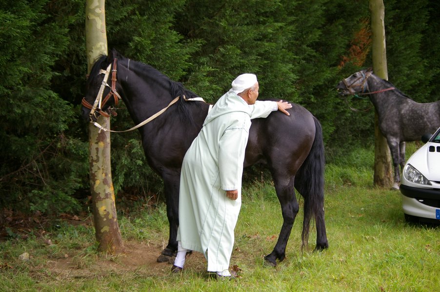 Les chevaux marocains: Les Chevaux Marocains 021
